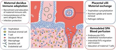 Endocytosis at the maternal-fetal interface: balancing nutrient transport and pathogen defense